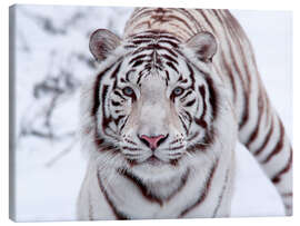 Canvastavla  White bengal tiger