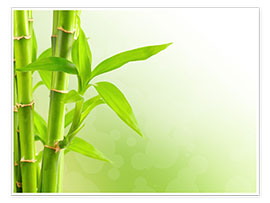Poster  green bamboo