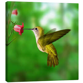 Canvastavla  Kolibri dricker nektar från en blomma