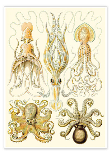 Poster Bläckfiskar (Kunstformen der Natur: Gamochonia, grafik 54)