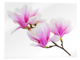 Akrylglastavla  Branch of pink magnolia