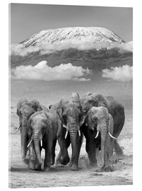 Akrylglastavla  Elefantflock vid Kilimanjaro