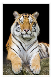 Poster  Sumatran Tiger
