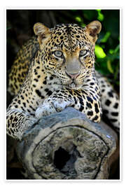Poster  African Leopard