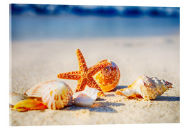 Akrylglastavla  Starfish and sea shells