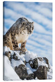 Canvastavla  Snow leopard (Panthera india) - Janette Hill
