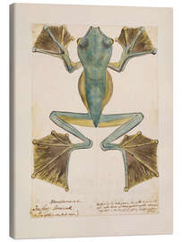 Canvastavla  Rhacophorus tree frog