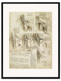 Inramat konsttryck  Ryggradens muskler - Leonardo da Vinci