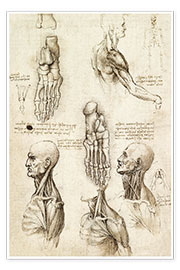 Poster  Nackmuskler och fotskelett - Leonardo da Vinci