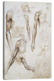 Canvastavla  Muscles of a man - Leonardo da Vinci