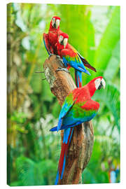 Canvastavla  Group of dark red macaws