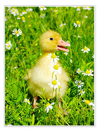Poster  Duckling on flowery meadow