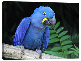 Canvastavla  Hyacinth macaw