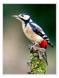 Poster  Woodpecker stands guard