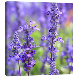 Canvastavla  blooming lavender