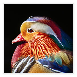 Poster  Mandarin duck