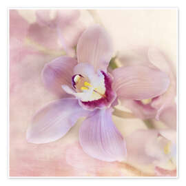 Poster orchids