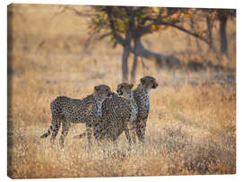 Canvastavla  Cheetah group on the hunt - Alex Saberi