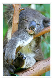 Poster  Sovande koala
