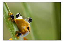 Poster  Frog in Orange