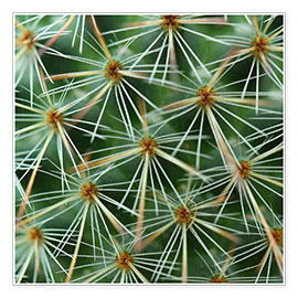 Poster  cactus pattern