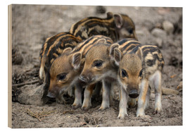 Trätavla  Wild boar piglets - GUGIGEI