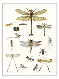 Poster  Strange insects - German School
