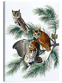 Canvastavla  Tre ugglor - John James Audubon