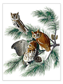 Poster  Tre ugglor - John James Audubon