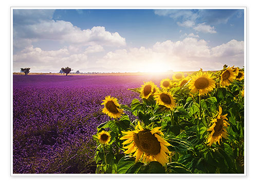 Poster Lavender and sunflowers fields , Provence