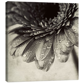 Canvastavla  Close up abstract of gerbera flower