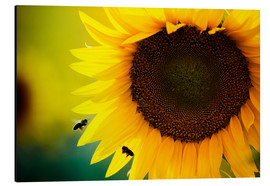 Aluminiumtavla  Two bees in sunflower