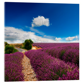 Akrylglastavla  Beautiful lavender field