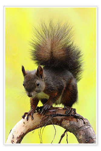 Poster Squirrel on a branch