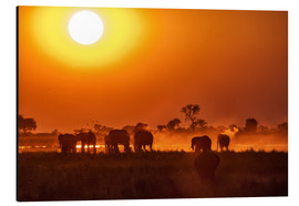 Aluminiumtavla  Elephants at sunset, Chobe Park, Botswana, Africa - Roberto Sysa Moiola