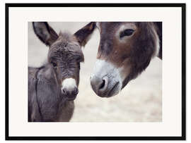 Inramat konsttryck  Baby donkey