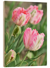 Trätavla  Pink tulips