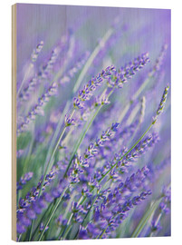Trätavla  Purple Lavender