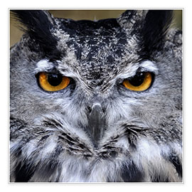 Poster  Great Horned Owl
