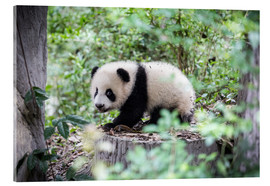 Akrylglastavla  Panda cub