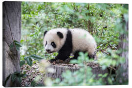 Canvastavla  Panda cub