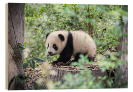 Trätavla  Panda cub