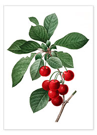 Poster  cherry - Pierre Joseph Redouté