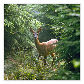 Poster  The deer in the forest - Reinhard Siegel