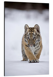 Aluminiumtavla  Siberian Tiger cub, walking on snow - FLPA