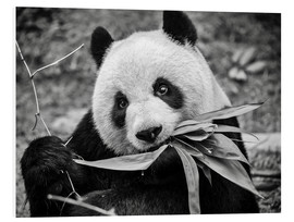 PVC-tavla  Giant panda, Macao Giant Panda Pavilion