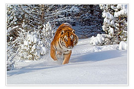 Poster Siberian Tiger walking in snow