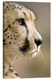 Canvastavla  Profile of a cheetah - Janet Muir