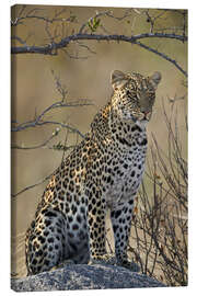 Canvastavla  Leopard ligger på sin sten - James Hager