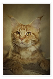 Poster Maine Coon